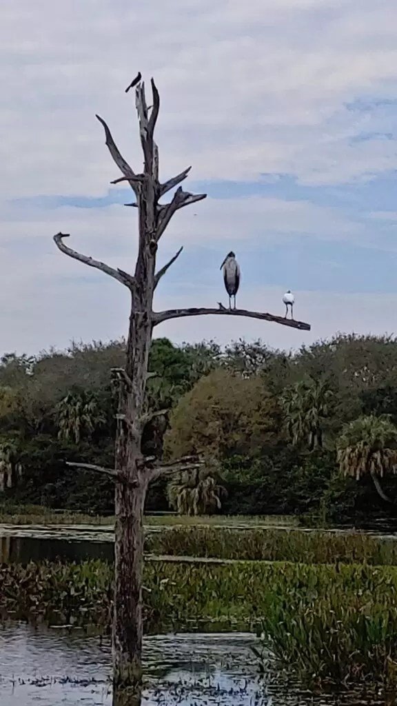 birds in tree at Wakodahatchee Wetlands in delray beach florida