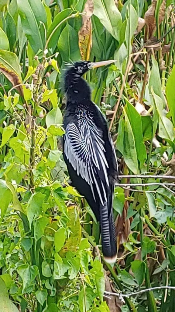 anhinga bird at Wakodahatchee Wetlands in delray beach florida
