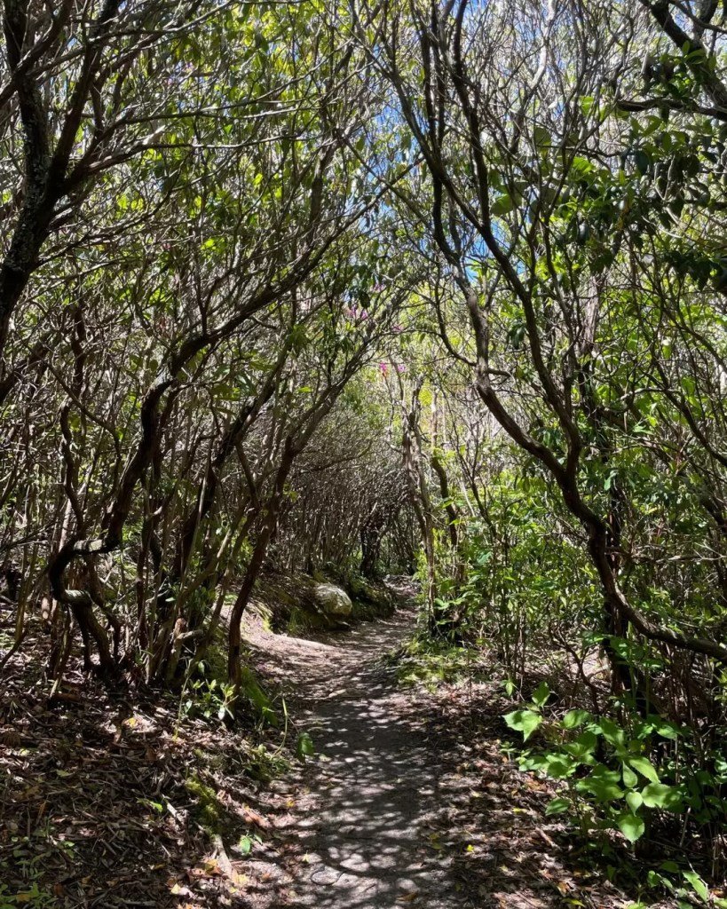wooded canopy on the graveyard fields upper falls loop trail