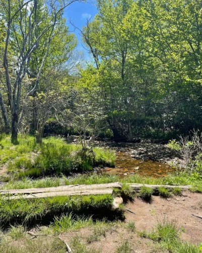 creek along the graveyard fields loop trail in north carolina