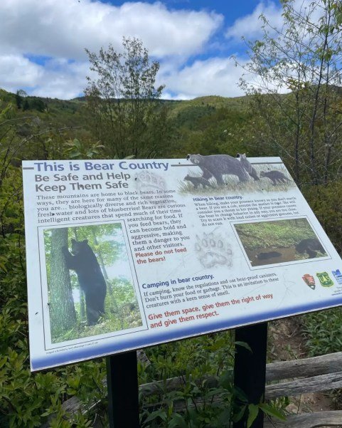 black bear safety sign on the graveyard fields loop trail