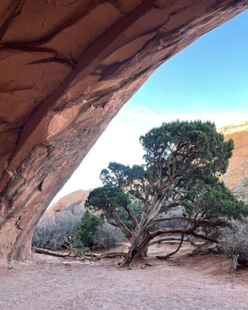 Navajo arch and a juniper tree