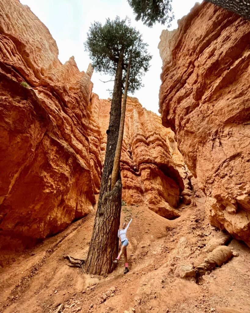 Tall trees on wall street trail